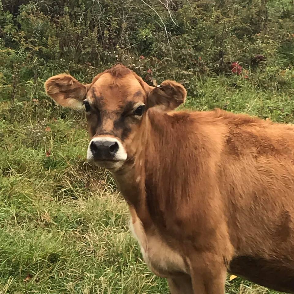 One of Morris Farm's heard of cows.