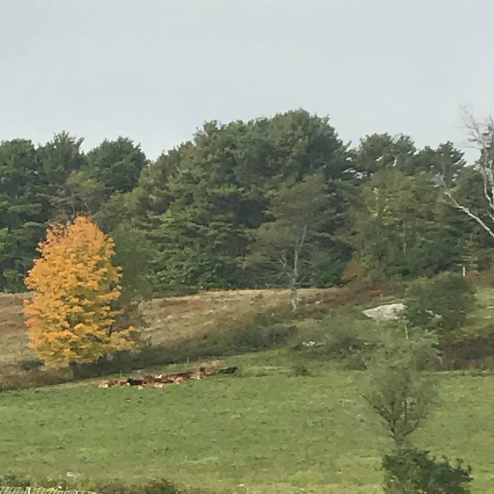 Cows at pasture at the Morris Farm in Wiscasset