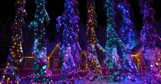 Christmas lights on trees at Gardens Aglow at the Coastal Maine Botanical Gardens near our hotel in Wiscasset.