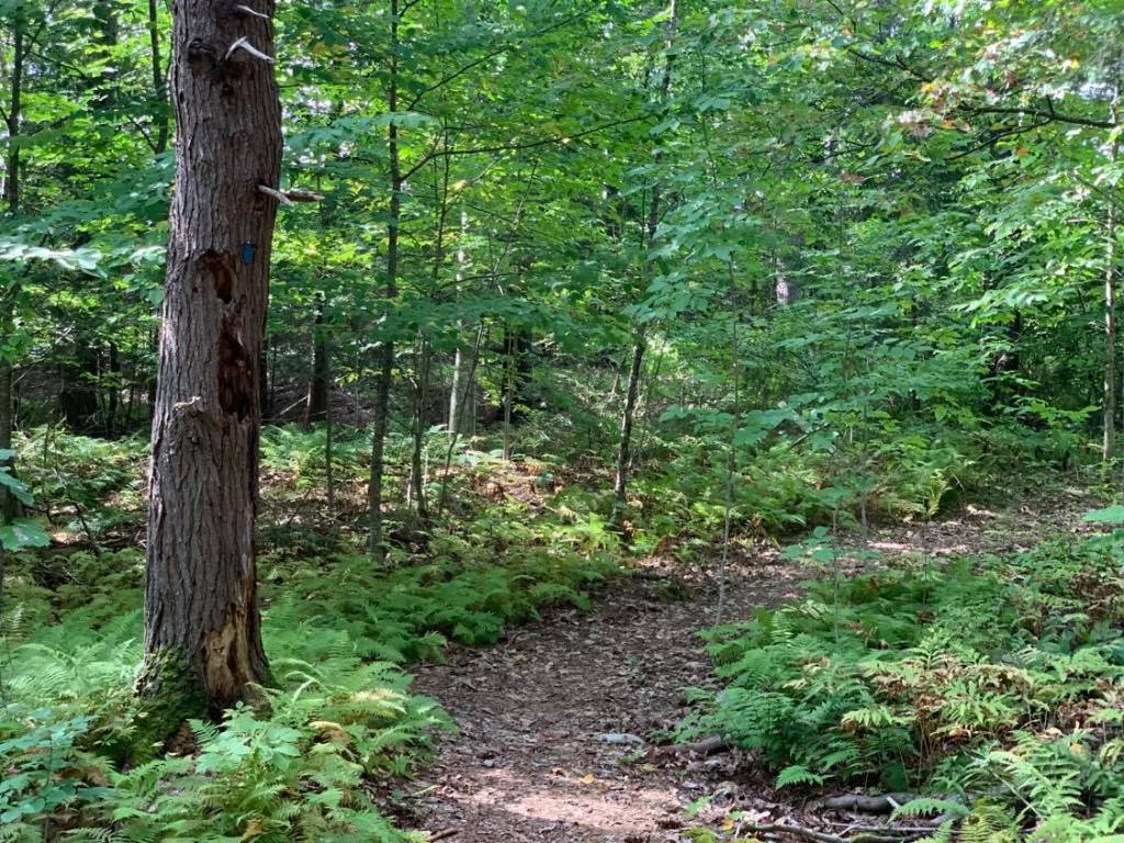 trail through dense ferns