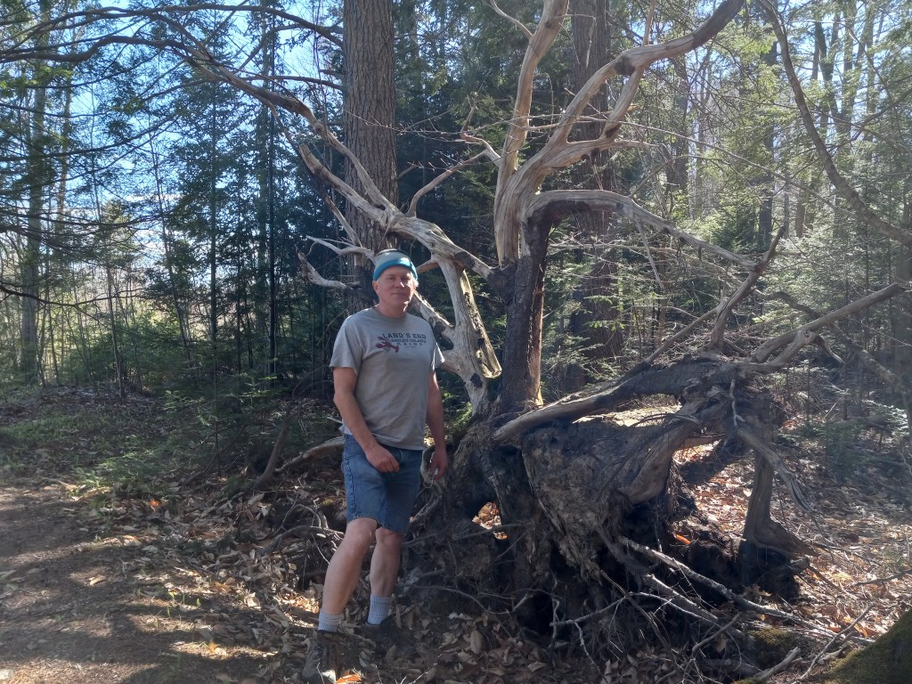 Tree roots