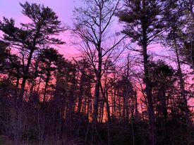 our woods at sunrise