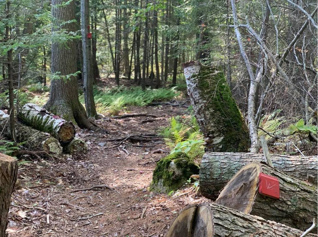 The trail cut through downed trees