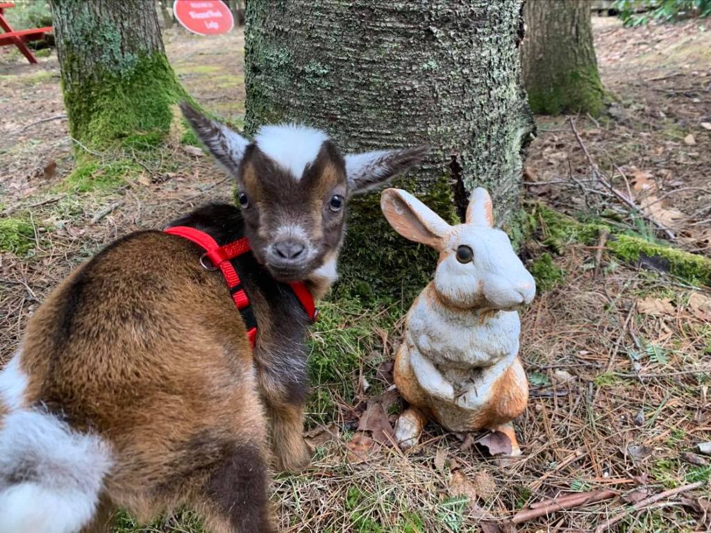 The goat at Wiscasset Woods
